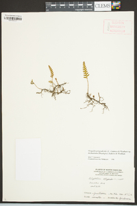 Pleopeltis polypodioides image