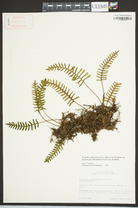 Pleopeltis polypodioides subsp. michauxiana image