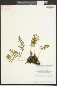 Pleopeltis polypodioides image