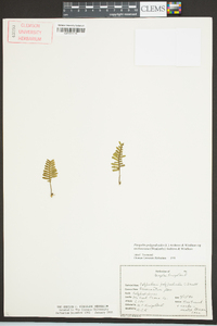 Pleopeltis polypodioides image