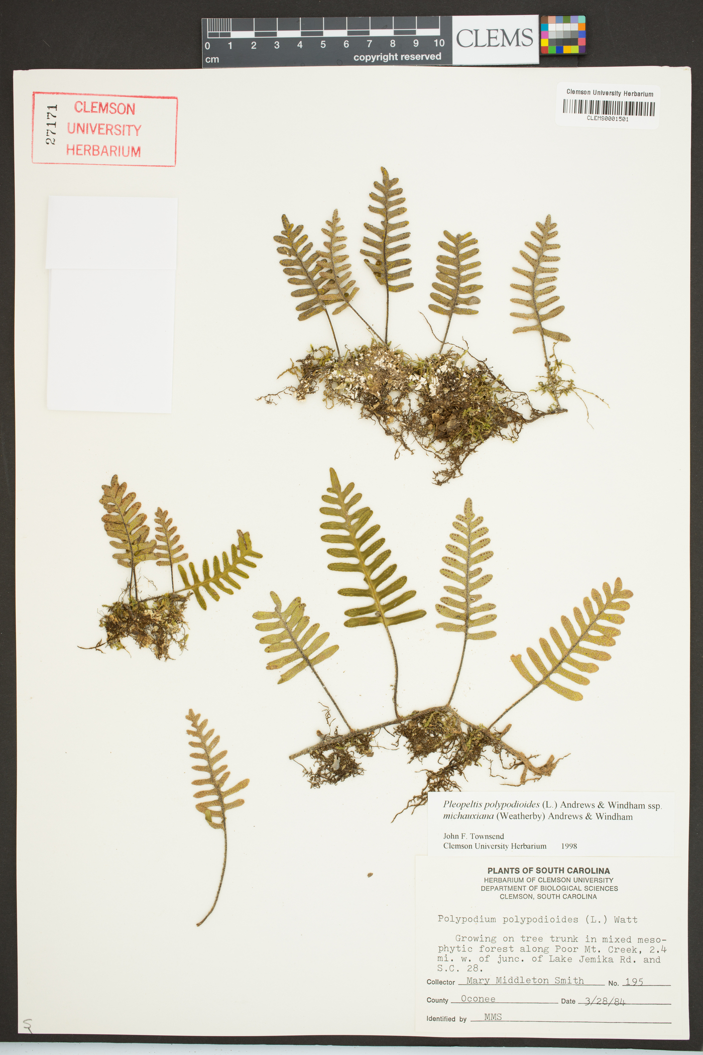 Pleopeltis polypodioides subsp. michauxiana image