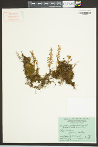 Pleopeltis polypodioides subsp. michauxiana image