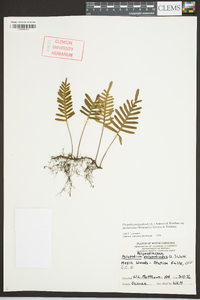 Pleopeltis polypodioides subsp. michauxiana image