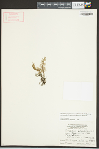 Pleopeltis polypodioides subsp. michauxiana image