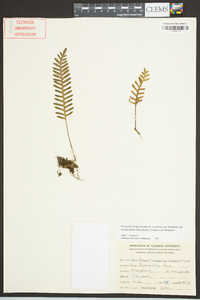 Pleopeltis polypodioides image