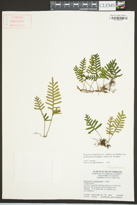 Pleopeltis polypodioides subsp. michauxiana image