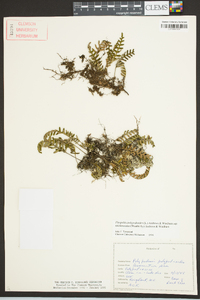 Pleopeltis polypodioides subsp. michauxiana image