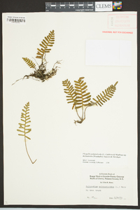 Pleopeltis polypodioides image