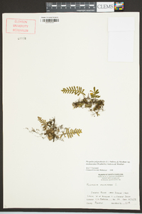 Pleopeltis polypodioides image