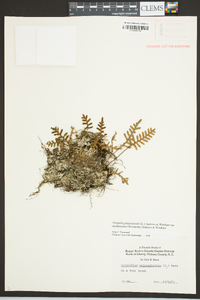 Pleopeltis polypodioides subsp. michauxiana image