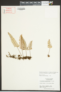 Pleopeltis polypodioides image