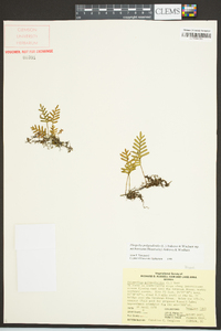 Pleopeltis polypodioides image