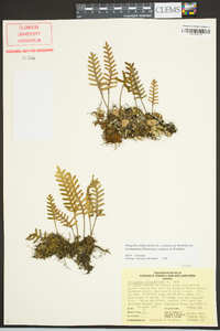 Pleopeltis polypodioides image