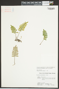 Pleopeltis polypodioides image