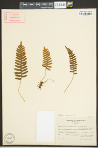 Polypodium appalachianum image