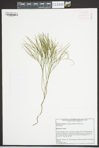 Psilotum nudum image