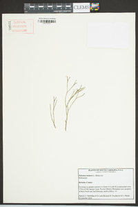 Psilotum nudum image