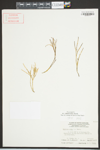 Psilotum nudum image