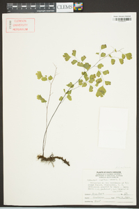 Adiantum capillus-veneris image