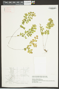 Adiantum capillus-veneris image