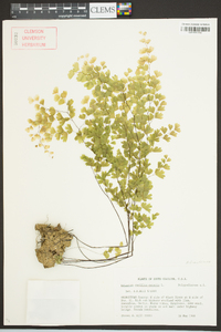 Adiantum capillus-veneris image