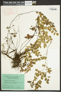 Adiantum capillus-veneris image