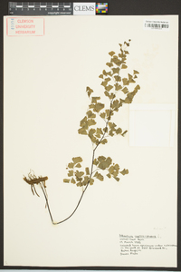 Adiantum capillus-veneris image