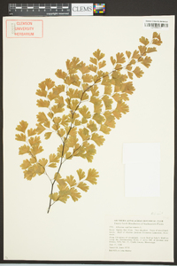 Adiantum capillus-veneris image