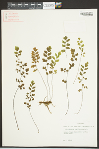 Adiantum capillus-veneris image