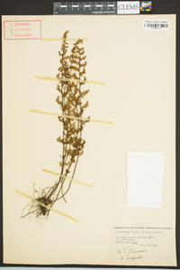 Myriopteris lanosa image