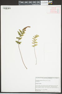 Myriopteris lanosa image
