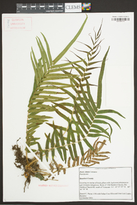 Pteris vittata image