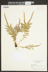 Pteris vittata image