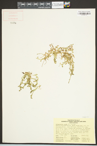 Selaginella apoda image