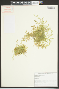 Selaginella apoda image