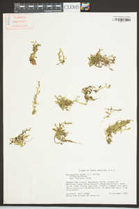 Selaginella apoda image