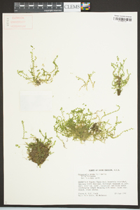 Selaginella apoda image