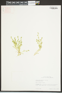 Selaginella apoda image