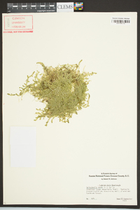 Selaginella apoda image