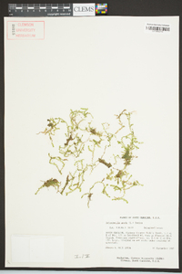 Selaginella apoda image