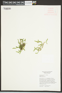 Selaginella apoda image