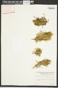 Selaginella apoda image