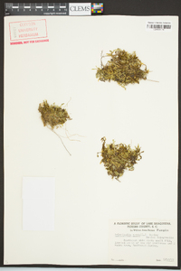 Selaginella apoda image