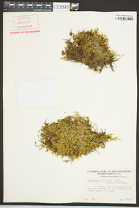 Selaginella apoda image