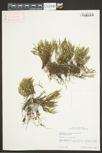 Selaginella arenicola image