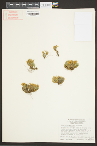 Selaginella arenicola image