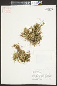 Selaginella rupestris image