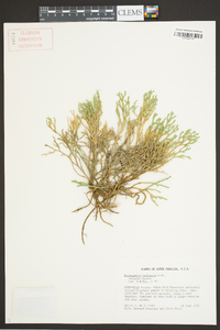 Selaginella tortipila image