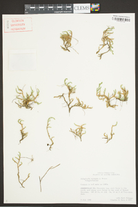 Selaginella tortipila image