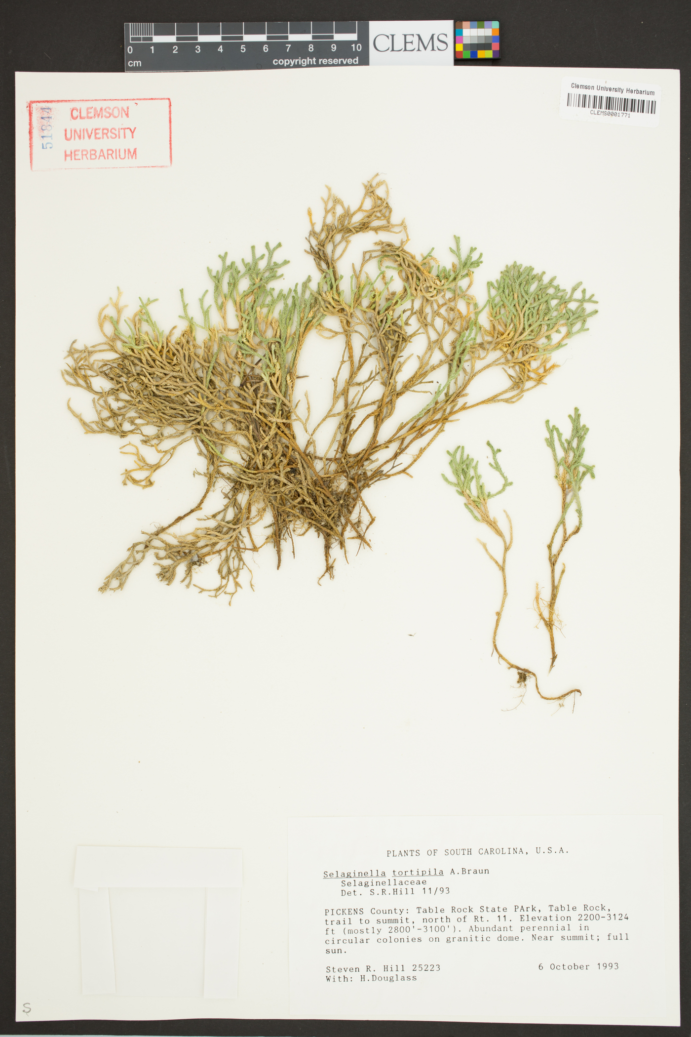 Selaginella tortipila image